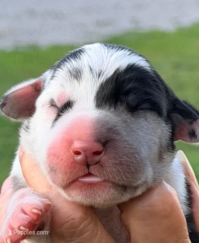 Quella - Black Harlequin – Great Dane puppy for sale in Albion, IL