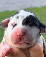 Quella - Black Harlequin, a female Great Dane for sale in Albion, IL – 1 of 2