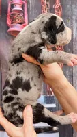 Lena - Black Mantle Merle, a female Great Dane for sale in Albion, IL – 2 of 4