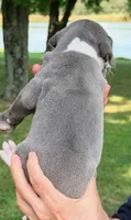 Sonny - Blue Mantle, a male Great Dane for sale in Albion, IL – 2 of 2
