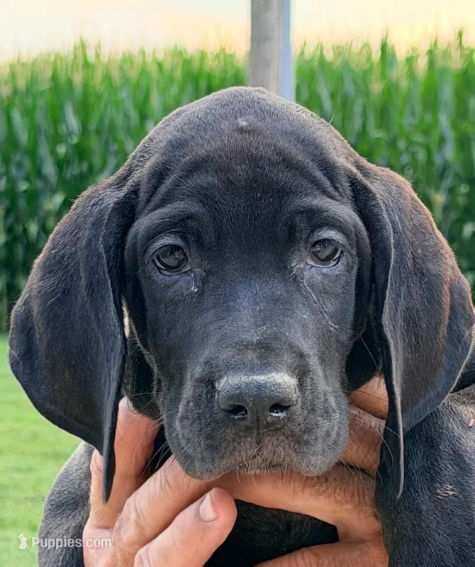 Kylie - Black – Great Dane puppy for sale in Albion, IL