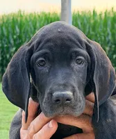 Kylie - Black, a female Great Dane for sale in Albion, IL – 1 of 5