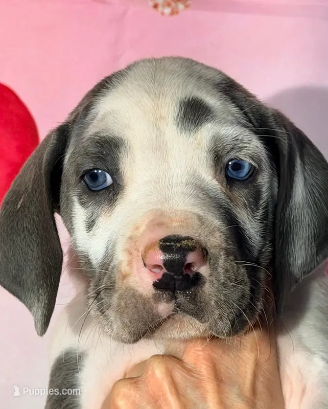 Demi - Blue Harlequin