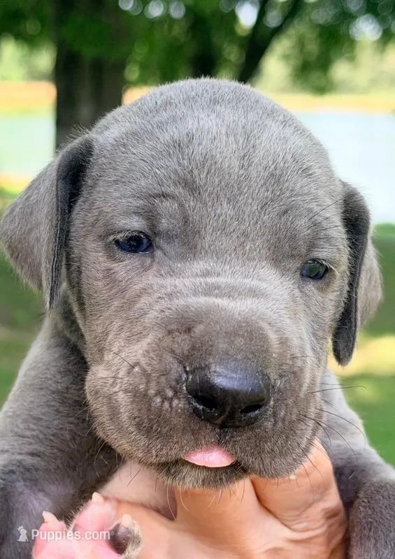 Sammy - Blue – Great Dane puppy for sale in Albion, IL