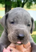 Sammy - Blue, a male Great Dane for sale in Albion, IL – 1 of 2