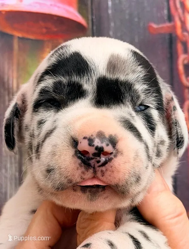 Logan - Black Harlequin – Great Dane puppy for sale in Albion, IL