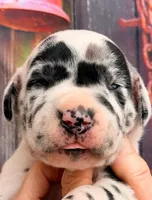 Logan - Black Harlequin, a male Great Dane for sale in Albion, IL – 1 of 4