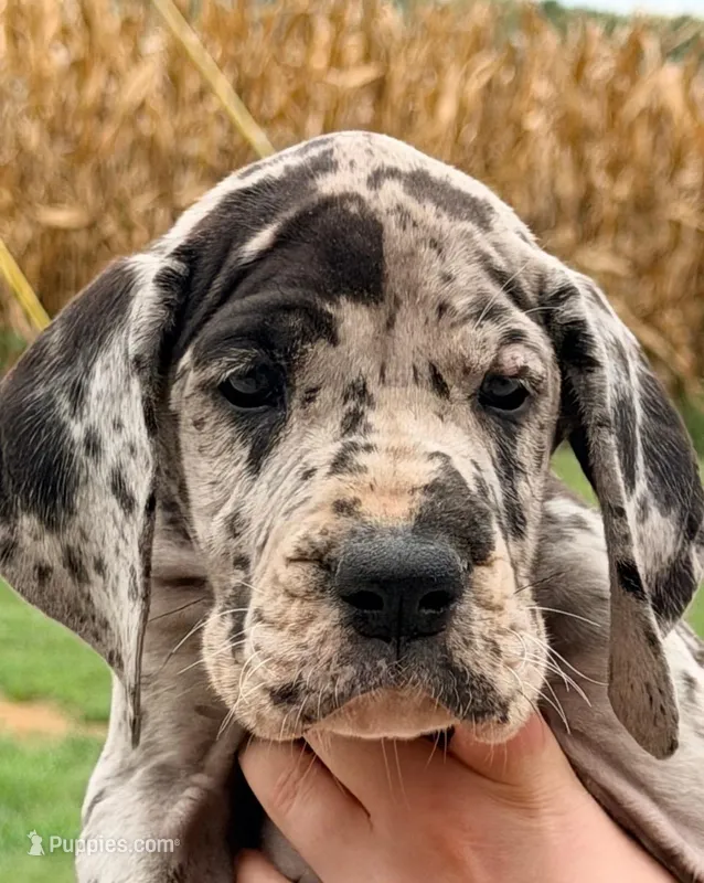Valerie - Black Merle – Great Dane puppy for sale in Albion, IL