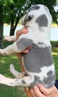 Sally - Blue Harlequin, a female Great Dane for sale in Albion, IL – 3 of 4