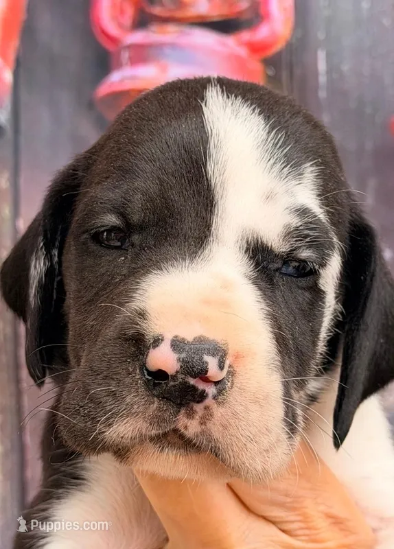 Kathy - Black Harlequin – Great Dane puppy for sale in Albion, IL