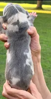 Olivia - Blue Harlequin, a female Great Dane for sale in Albion, IL – 2 of 2