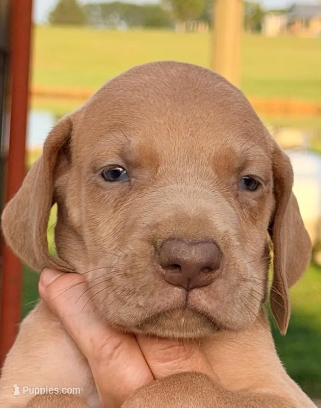 Tom - Chocolate Fawn – Great Dane puppy for sale in Albion, IL