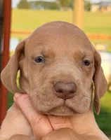 Tom - Chocolate Fawn, a male Great Dane for sale in Albion, IL – 1 of 1