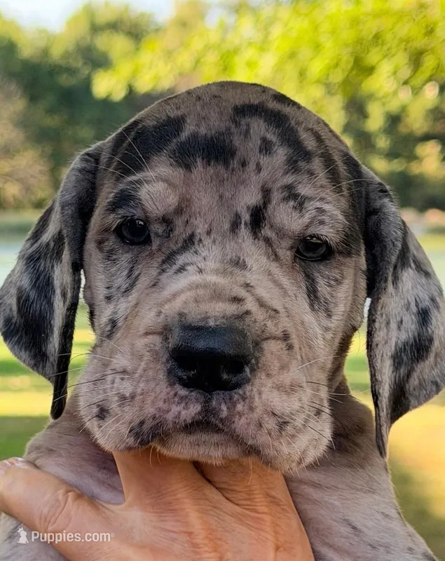 Violet - Black Merle – Great Dane puppy for sale in Albion, IL