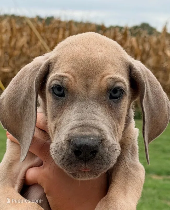 Scott - Blue Fawn – Great Dane puppy for sale in Albion, IL