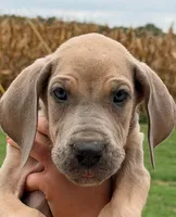 Scott - Blue Fawn, a male Great Dane for sale in Albion, IL – 1 of 5