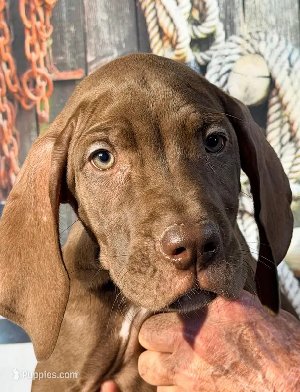 Goldie - Chocolate – Great Dane puppy for sale in Albion, IL