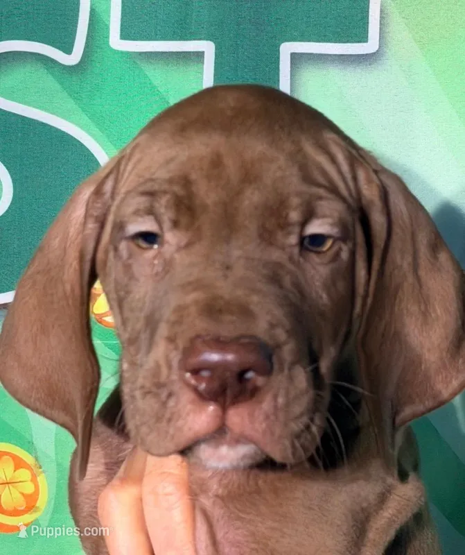 Goldie - Chocolate – Great Dane puppy for sale in Albion, IL