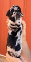 Flint - Black Merle, a male Great Dane for sale in Albion, IL – 2 of 2