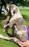 Nellie - Blue Harlequin, a female Great Dane for sale in Albion, IL – 3 of 4