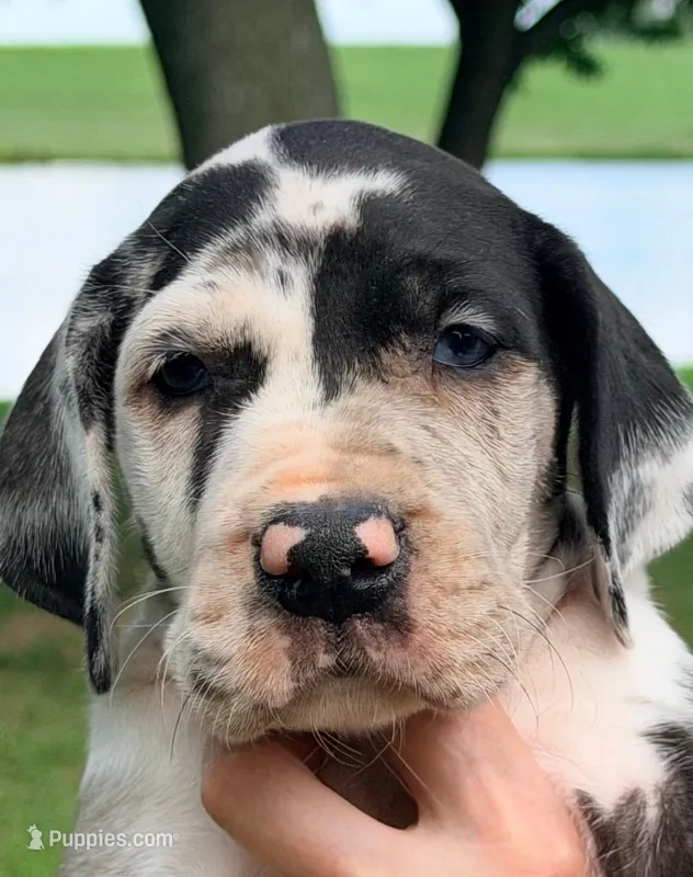 Quella - Black Harlequin – Great Dane puppy for sale in Albion, IL