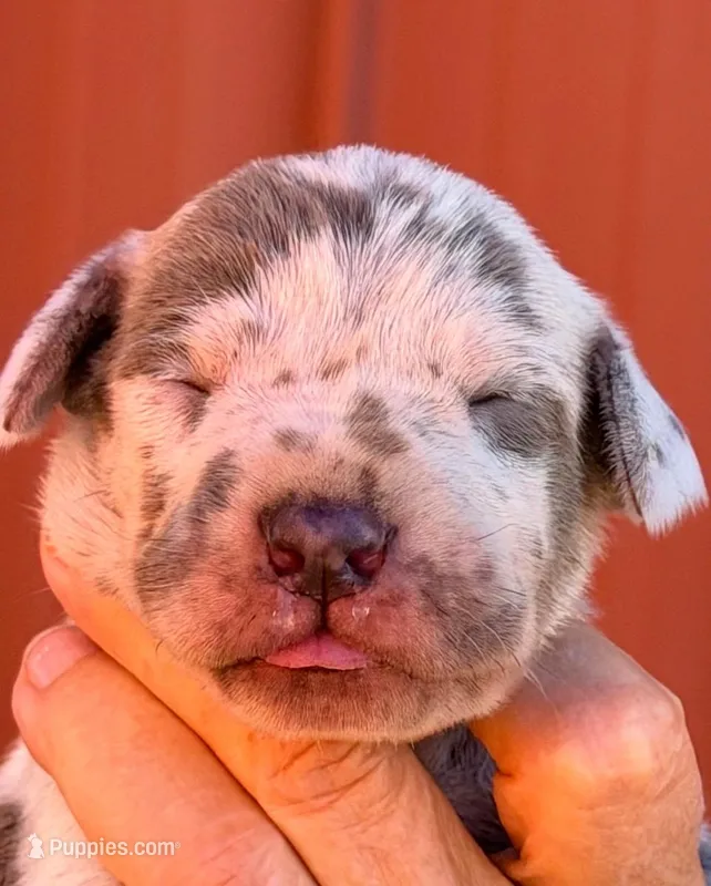 Farah - Lilac Merle – Great Dane puppy for sale in Albion, IL