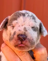 Farah - Lilac Merle, a female Great Dane for sale in Albion, IL – 1 of 2