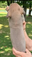 Scott - Blue Fawn, a male Great Dane for sale in Albion, IL – 2 of 2