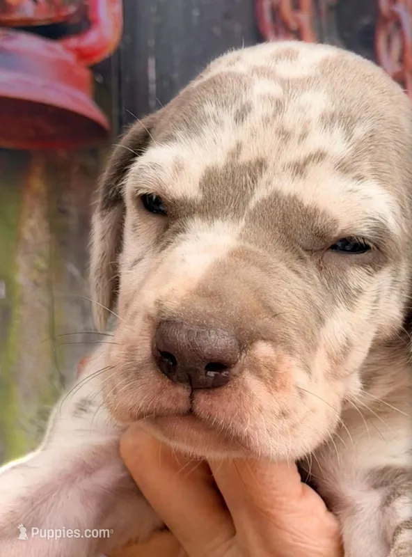 Kim - Lilac Harlequin – Great Dane puppy for sale in Albion, IL