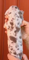 Farah - Lilac Merle, a female Great Dane for sale in Albion, IL – 2 of 2