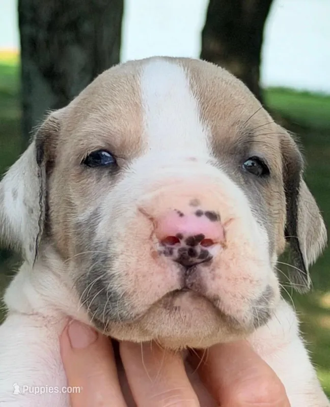 Samson - Fawn Harlequin – Great Dane puppy for sale in Albion, IL