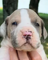 Samson - Fawn Harlequin, a male Great Dane for sale in Albion, IL – 1 of 4