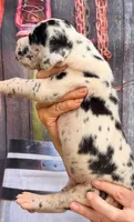 Luke - Black Harlequin, a male Great Dane for sale in Albion, IL – 4 of 4