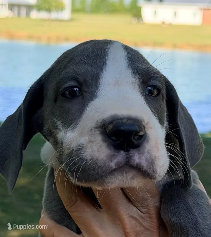 Sonny - Blue Mantle – Great Dane puppy for sale in Albion, IL