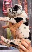 Logan - Black Harlequin, a male Great Dane for sale in Albion, IL – 4 of 4