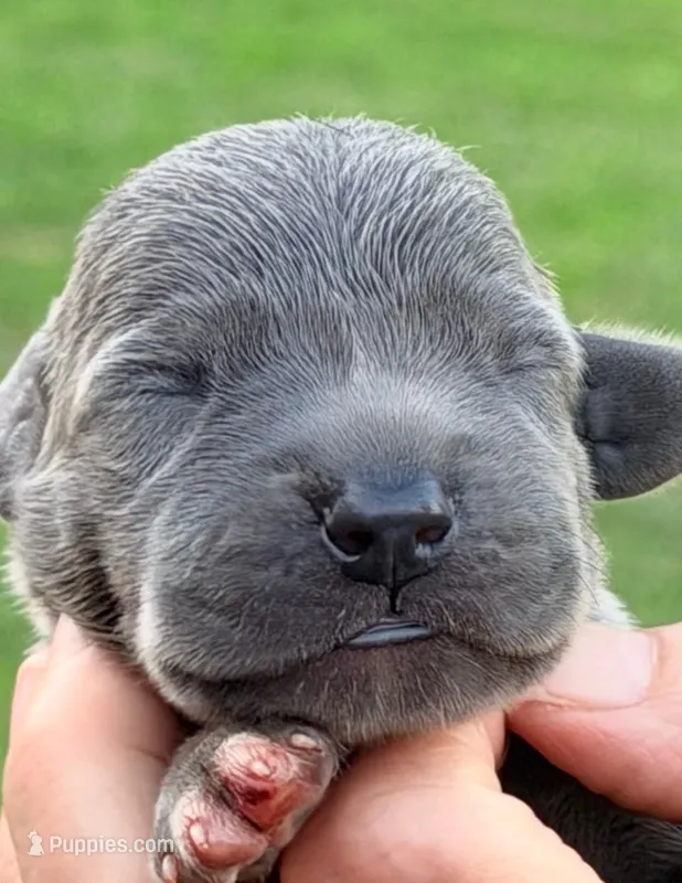 Opal - Blue – Great Dane puppy for sale in Albion, IL