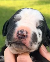 Parker - Black Harlequin, a male Great Dane for sale in Albion, IL – 1 of 2
