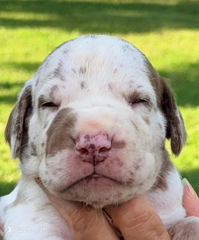 Maggie - Chocolate Harlequin – Great Dane puppy for sale in Albion, IL