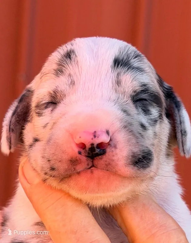 Fiona - Black Mantle Merle – Great Dane puppy for sale in Albion, IL