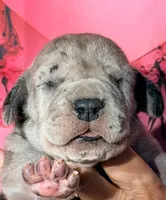 Zeke - Black Merle, a male Great Dane for sale in Albion, IL – Photo 1 of 2