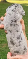 Norma - Blue Merle, a female Great Dane for sale in Albion, IL – 2 of 2