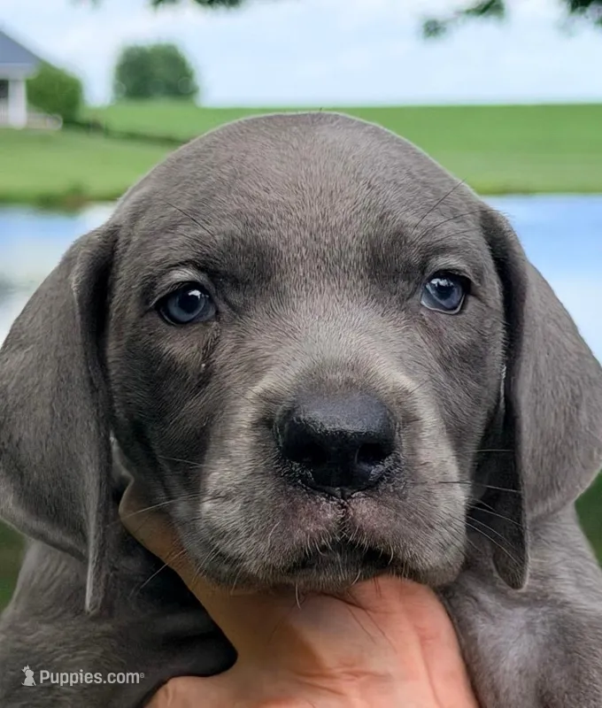 Oprah - Blue – Great Dane puppy for sale in Albion, IL