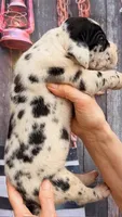 Luke - Black Harlequin, a male Great Dane for sale in Albion, IL – 2 of 4