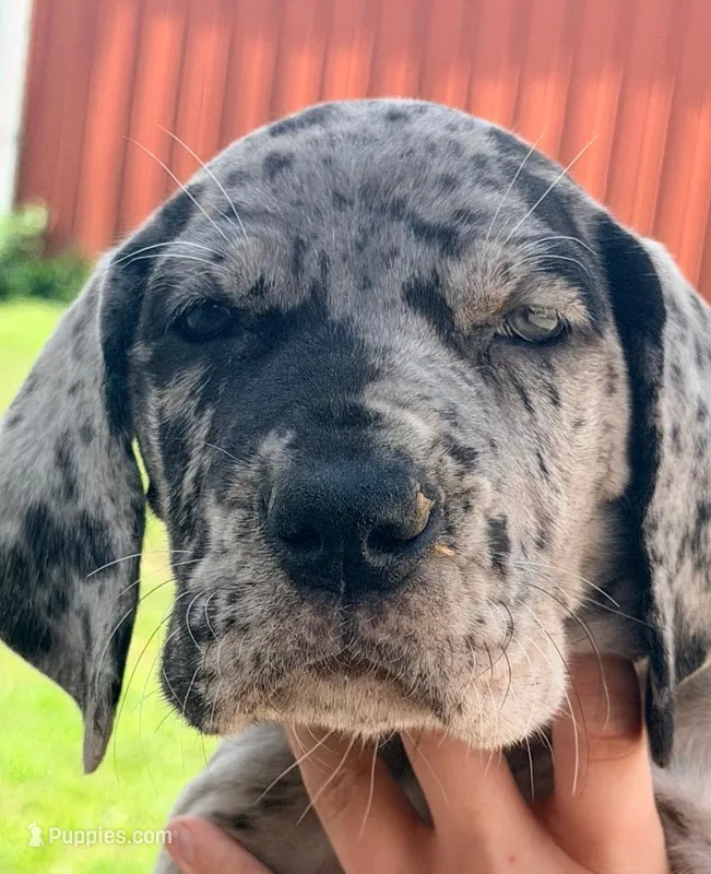 Nancy - Black Merle – Great Dane puppy for sale in Albion, IL