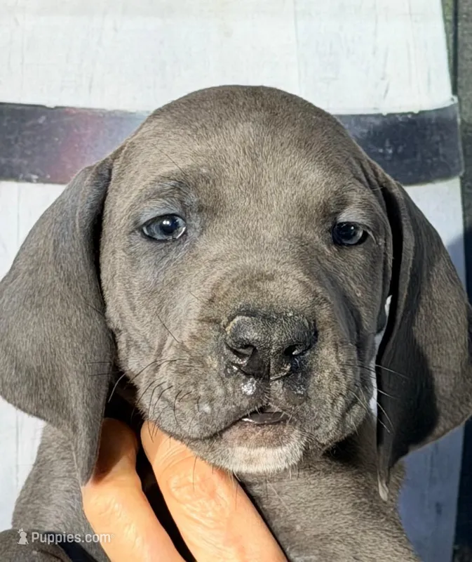 Julie - Blue – Great Dane puppy for sale in Albion, IL