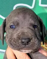Julie - Blue, a female Great Dane for sale in Albion, IL – Photo 1 of 2