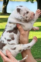 Miley - Chocolate Harlequin, a female Great Dane for sale in Albion, IL – 4 of 4