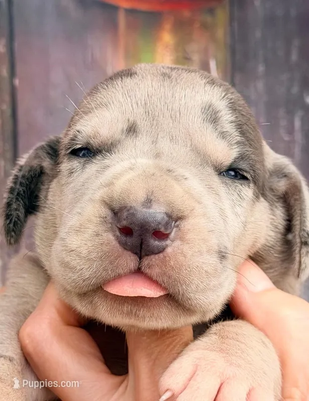 Lana - Blue Merle – Great Dane puppy for sale in Albion, IL
