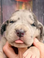 Lana - Blue Merle, a female Great Dane for sale in Albion, IL – 1 of 4