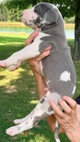 Shane - Blue Harlequin, a male Great Dane for sale in Albion, IL – 3 of 4